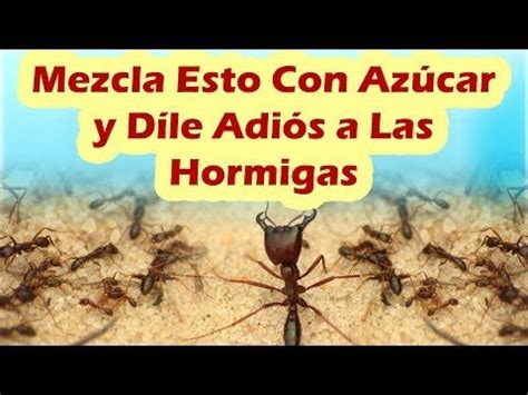 ¿qué le hacen las hormigas a los cactus y suculentas? Mezcla Esto Con Azúcar y Dile Adiós a Las Hormigas COMO ...