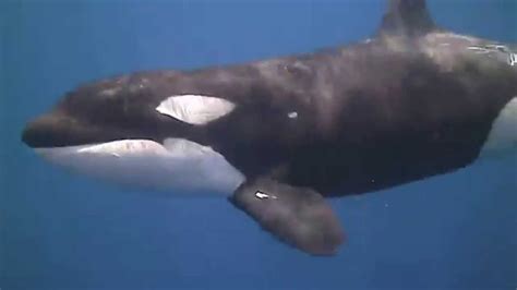 Must Watch Orca Killer Whales Scuba Diving In Ocean Youtube