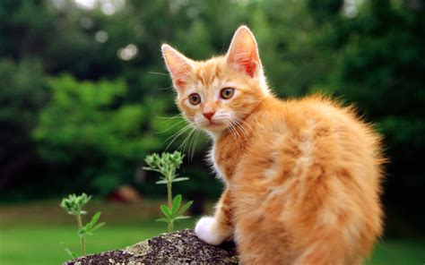 Small Beautiful Red Cat On The Stone Wallpapers And Images Wallpapers