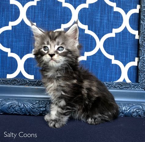 There are maine coon breeders in ireland and it is always important to research the potential breeder as this is where family history can determine your maine coon kitten's health. Maine Coon Cats For Sale | Tampa, FL #276833 | Petzlover