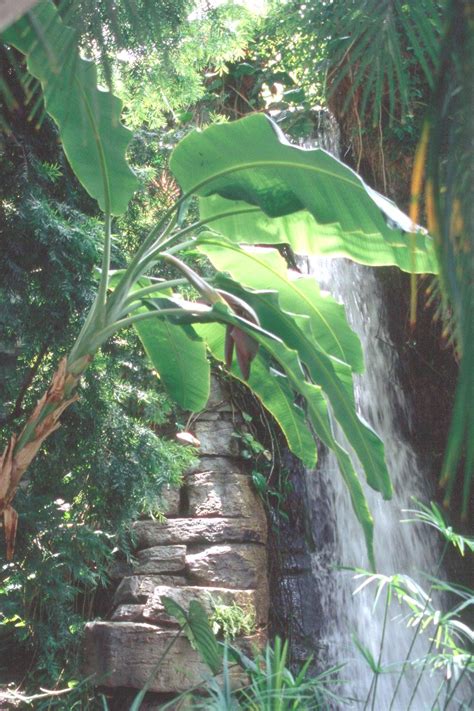 The banana plants are considered as one of the world's. Japanese fiber banana is a cold-hardy species ...