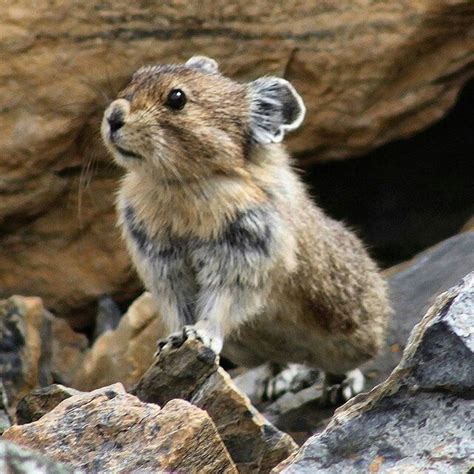 A Pika Is A Small Mammal With Short Limbs Very Round Body Rounded