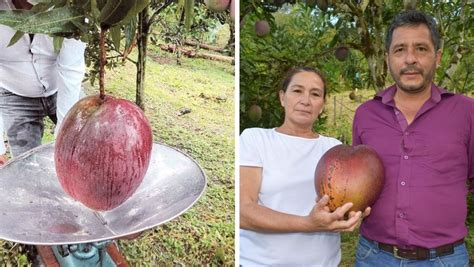 Heaviest Mango Listed In Guinness World Record Daily Times