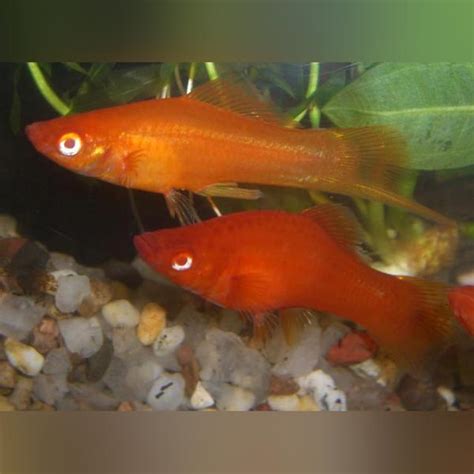 Blood Red Red Eye Swordtail For Sale —