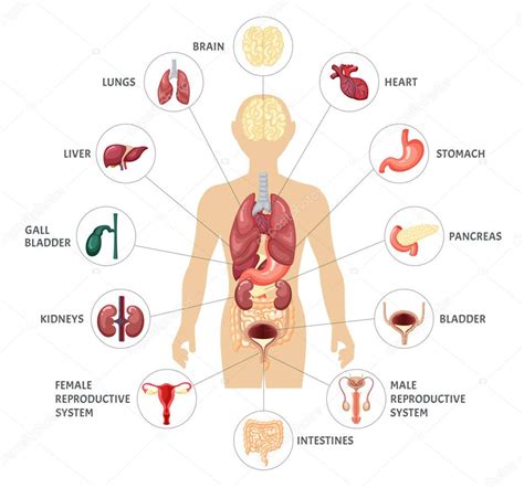 Infografica Di Organi Interni Del Corpo Umano Posizione Anatomica