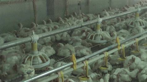 Poultry Farm Automatic Chick Duck Broiler Water Nipples Price Chicken