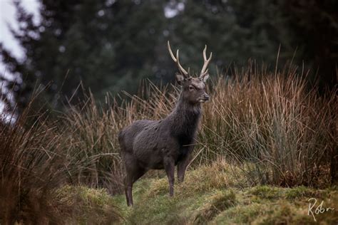 Sika Stag At Gortin Glen Forest Park Etsy