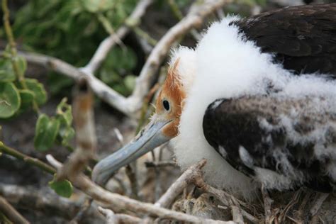 Baby Frigate Bird Keith Flickr
