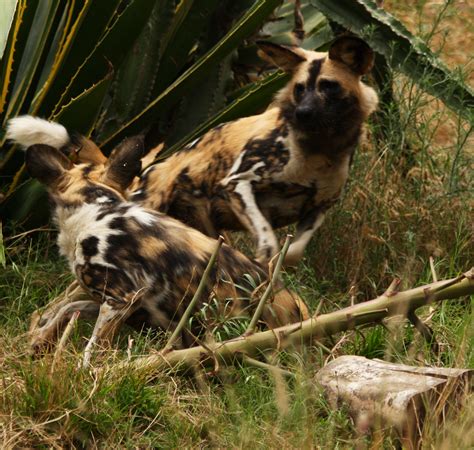 Fileafrican Hunting Dogs 3847868998 Wikimedia Commons