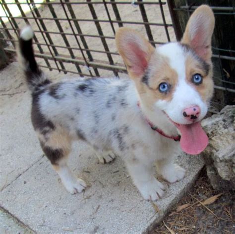 Dogs for sale puppies for sale dog breeders dog wanted dog rescue missing dogs stud dogs advertise / place ad pet scam alerts previous puppies for sale. Blue Merle Corgi! Cutest animal ever! | Puppies, Cute ...