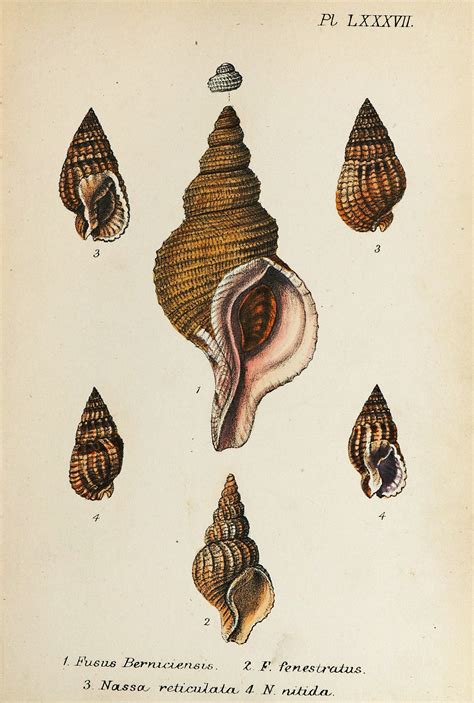 Authentic Vintage Antique Print Sea Shells Hand Colored Lithograph