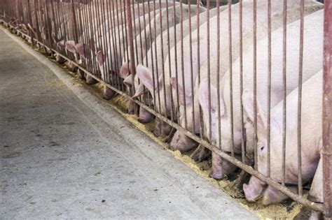 First Cases Of Swine Fever Reported In Guangxi Shandong Caixin Global
