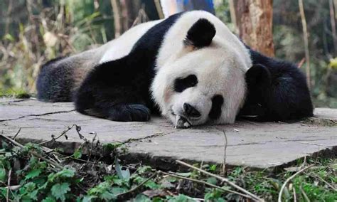 The Pandas Sleeping Habits 7 Things You Should Know