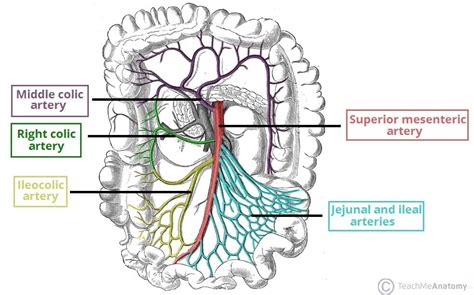 The Superior Mesenteric Artery Position Branches Teachmeanatomy