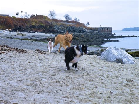 Home depot hours of operation may vary by store, so. Happy tails unleashed - 5 dog-friendly beaches near ...
