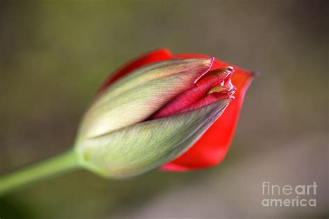 Romancing The Red Tulip Bud Photograph By Joy Watson Pixels
