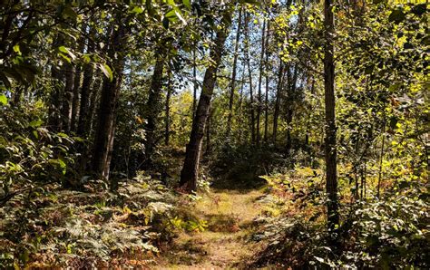 Read through customer reviews, check out their past projects and then request a quote from the best landscape architects & designers near you. Looking for Hunting Land for Sale Near Me? Trophy Class ...