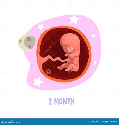 Second Month Of Fetal Development Baby Growth Inside Womb Vector