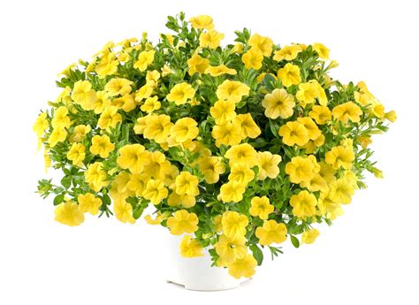 Bipinnatus blooms in pink and rose tones. Yellow Lia: Calibrachoa Hybrida - Annual Flowers | Danziger
