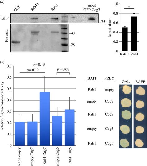 Gst Pull Down And Yeast Two Hybrid Assay Were Used To Test The