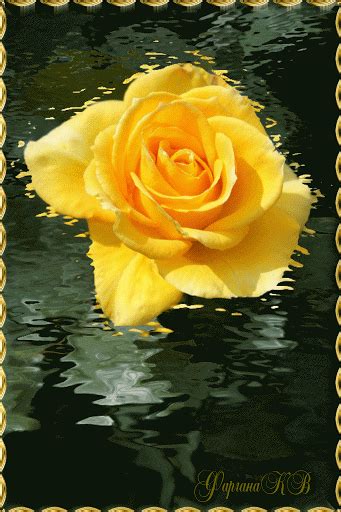 Rose Animation | Rosas pretas, Rosas amarelas, Rosas
