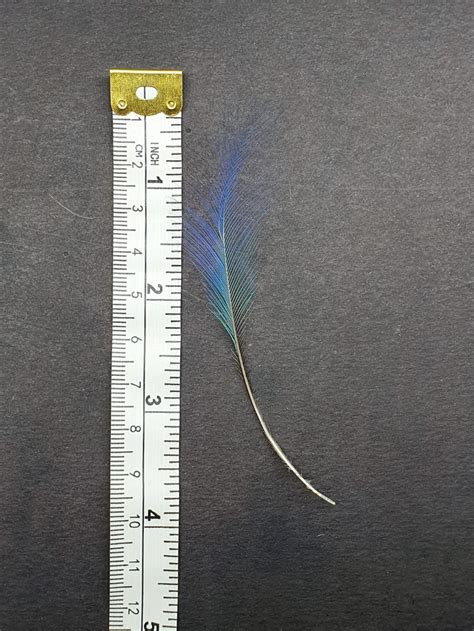 Rare Blue Bird Of Paradise Plume Feather For Collecting Etsy