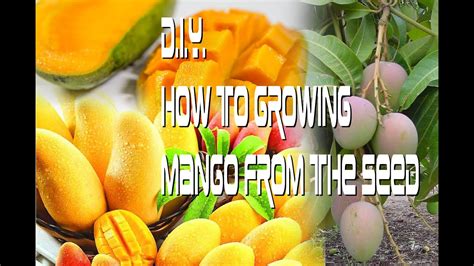 Diy How To Growing Mango From Seed Youtube