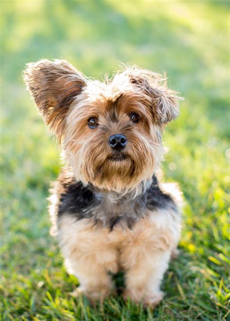 Toy Dog Breeds – Which Tiny Pup Should You Bring Home?