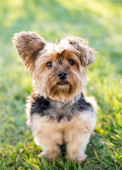 Toy Dog Breeds Which Tiny Pup Should You Bring Home