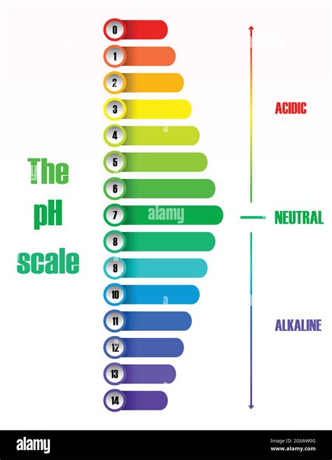 Das Diagramm Der Ph Skala Stock Vektorgrafik Alamy