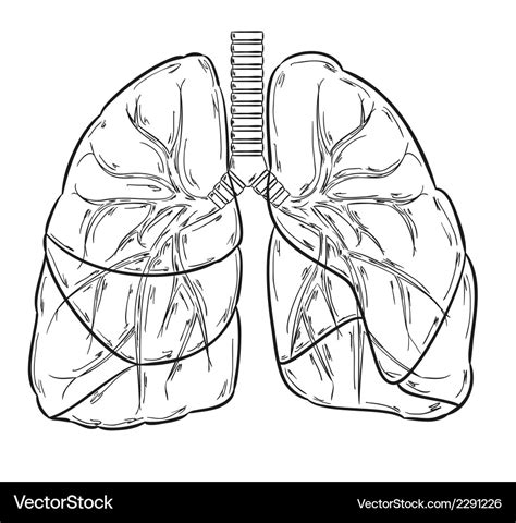 Lungs Sketch Royalty Free Vector Image Vectorstock