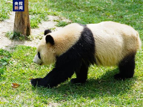 Samuel On Twitter Two Chinese Giant Pandas Sihai And Jing Jing