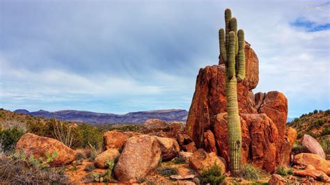 Arizona Desert Cactus Travel Around The World Saguaro Desert