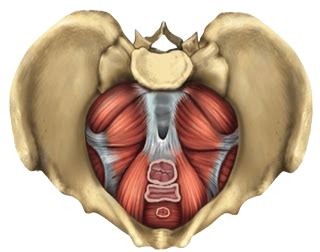 Muscles Of The Pelvic Floor Anatomy And Function Kenhub Images Images