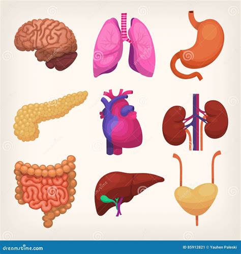 Órganos Del Cuerpo Humano Ilustración Del Vector Ilustración De Salud