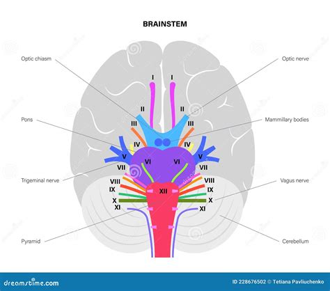 Cranial Nerves Vector Illustration Labeled Diagram Wektor Stockowy Porn Sex Picture