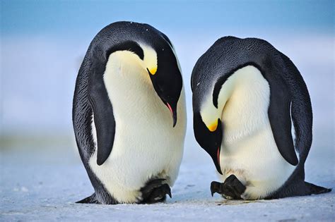 Treasure Penguins Emperor Penguin Cute Penguins