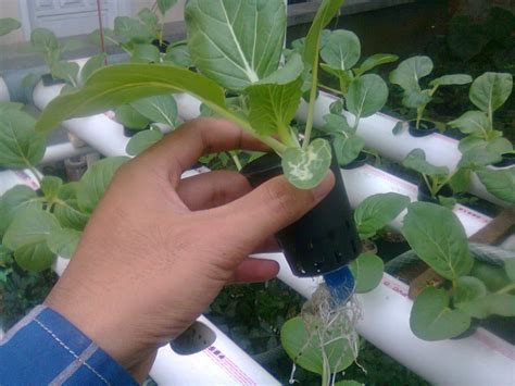 Pemindahan sawi apabila tanaman sawi sudah cukup tua, pindahkan kedalam botol tanam yang telah disi dengan tanah humus. Cara Tanam Sawi Hidroponik dengan Hasil Panen Melimpah ...