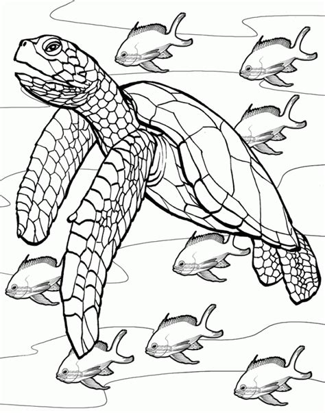 20 Free Printable Turtle Coloring Pages