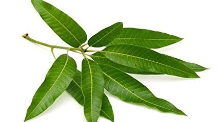 Mango tree leaves illustrations & vectors. What is the shape of a mango leaf? - Quora