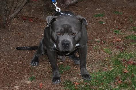 Happy healthy and ready to go. East Coast Gotti Line Bully, Dogs Produced Page 2 Bully Pitbull Breeders, Puppies, Stud Service