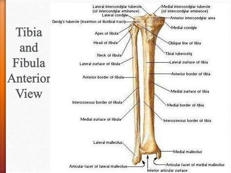 Ppt Knee Joint And Muscles Of Leg Powerpoint Presentation Free