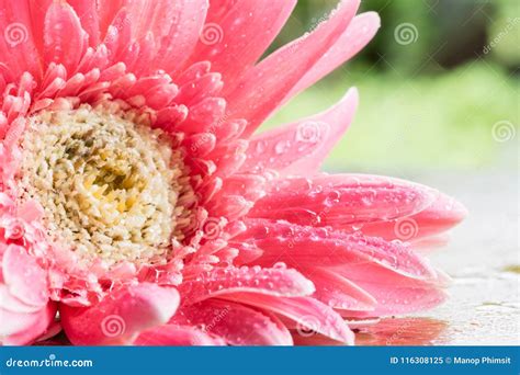 Beautiful Gerbera Flower Hunt Wet Rain Stock Image Image Of