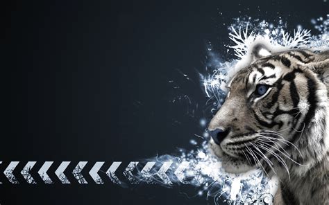 Download 640 Koleksi Gambar Hd Harimau Putih Terbaik Hd Pixabay Pro