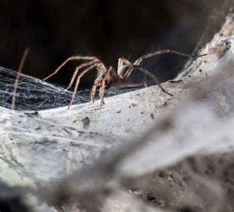 How To Get Rid Of Spiders In Your Basement 4 Proven Steps To Remove Spiders Recon Pest Services