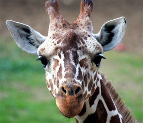 Funny Giraffe Pictures Giraffe Pictures Animals