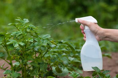 Five Important Things To Consider When Doing Foliar Spraying Science