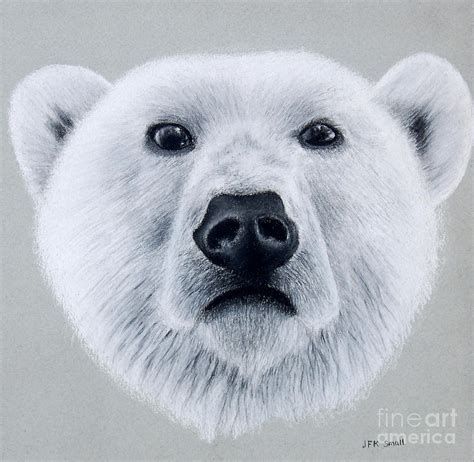 Polar Bear Portrait Drawing By John Small