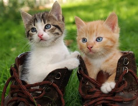 The Cutest Cats With Boots Are Ready For Anything Catster