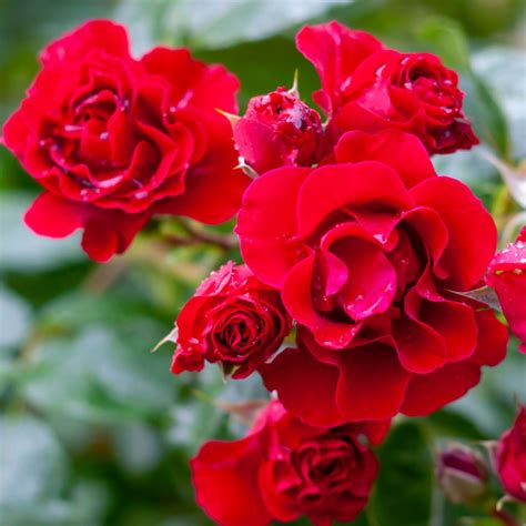 How To Keep Rose Bushes Blooming 3 Secrets To More Blooms
